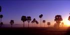 Palm Trees at Maroochydore - QLD (PB00 4444)