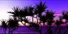 Pandanus Sunset 2 - QLD (PB003073)