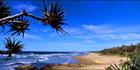Pandanus at Yaroomba 2 - QLD (PB 00 3164)