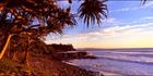 Pandanus Sunrise Coolum 1 -QLD (PB 003151)