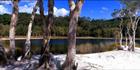 Paperbark Trees at Lake Poona - QLD (PB00 4601)