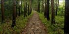 Path - Vietnam  (PBH3 00 5762)