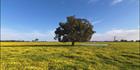 Pinjarra Fields - WA SQ (PBH3 00 4027)