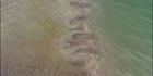 Shark Bay - WA (PBH3 00 4881)