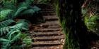 Stairs at Liffey Falls - TAS (PB00 4410)