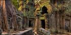 Ta Phrom Temple H (PBH3 00 6463)