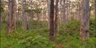 Trees - Margaret River - WA (PBH3 00 5507)