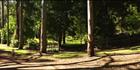 Trees - Nannup - WA (PBH3 00 4571)