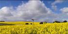 Windmill - Burra - SA T (PBH3 00 30611)